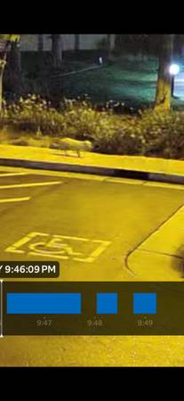 Spotted - loose small white dog on 09/15 (San Jose)63773251086593120