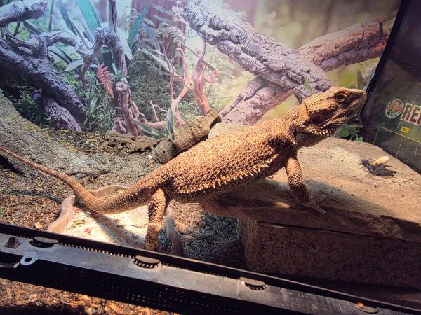 2 bearded dragons 1