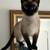 Lost - adult female chocolote point siames cat 1 thumbnail