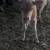 Sundog mini heifer Patsy 3 thumbnail