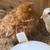 Chicks, hatching eggs 8 thumbnail