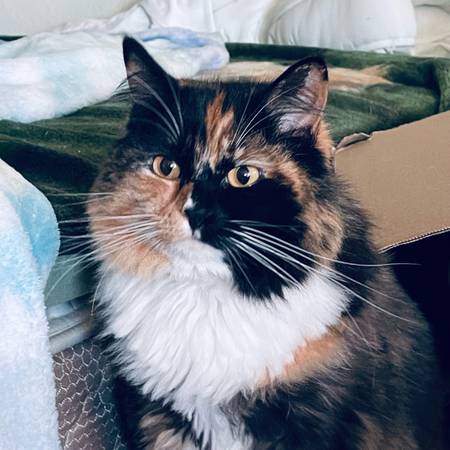Lost Torti/Calico Cat (Royal Ave in Medford)63509469511939121