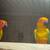 Bonded pair Sun Conures 3 thumbnail