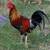 Pollos 1 thumbnail