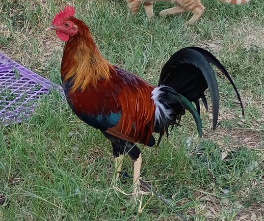 Pollos 1
