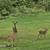 42.43 Acres 19 thumbnail