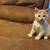 Adorable kittens 1 thumbnail