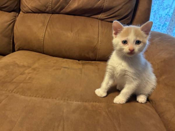 Adorable kittens 1