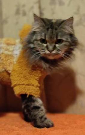 Niña adorable (Easton, CT)63875423948289120