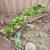 Succulents 1 thumbnail