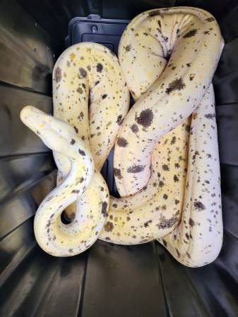Cow Reticulated Python 1