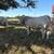 Charolais bulls 1 thumbnail