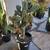 Boxing glove, cactus or Cylindropuntia Fulgida 1 thumbnail