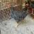 Young Rustic Rock Rooster 1 thumbnail