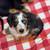 Miniature dachshund 1 thumbnail