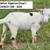 7 Nigerian Dwarf GOAT Wethers 7 thumbnail