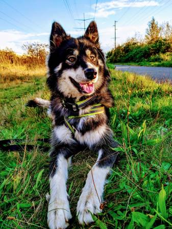Alaskan Malamute & Siberian Husky Pups (Kent/Covington)64167241886722120