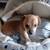 Chihuahua pups 1 thumbnail