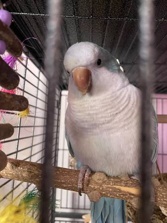 Loro maschio Quaker (Merrillville)63844234529793124
