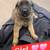 Belgian malinois puppies 1 thumbnail