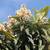 High-Quality Loquat 'Japanese Plum' Tree 2.5'-6'.5 5 thumbnail
