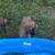 Belgian Malinois/German Shepherd Puppies 2 thumbnail