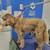Amazing Pet Stylist.....pet groomer 4U 3 thumbnail