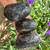 West African Side Necked Turtle 1 thumbnail