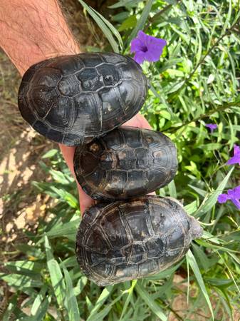 West African Side Necked Turtle 1