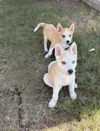 Shiba/ Blue Heeler (Grand Prairie)