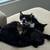 Two kittens 2 thumbnail
