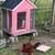 3 rooster and a laying hen 2 thumbnail