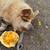 Free male kunekune 1 thumbnail