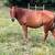 Quarter Horse Gelding 3 thumbnail