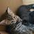 kittens 4 thumbnail