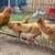 CHICK SPECIAL!!! Chicks & Almost Laying Hens 7 thumbnail