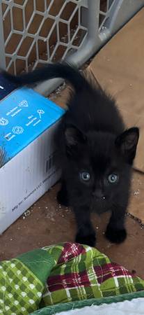 Beautiful kittens FREE TO GOOD HOME (Elberta)63920391278082121