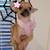 TINY CHIHUAHUAS PUPPIES 1 thumbnail