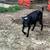 Small starter herd Mini Lamanchas 7 thumbnail