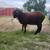Dairy Ram East Friesian/Lucaune/Awassi 1 thumbnail