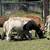 Sheeps & goats 8 thumbnail
