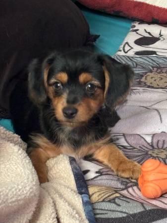 Hembra Dorkie (dachshund/yorkie) (Hazel Green)64151734958337121