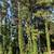 Gonzalez tree service landscaping now affordable tree removal land  la 8 thumbnail