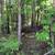 Vacant Wooded Parcel in Wisconsin Dells 6 thumbnail