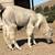 Female Llama Appaloosa color 6 thumbnail