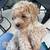 Miniature poodle 2 thumbnail