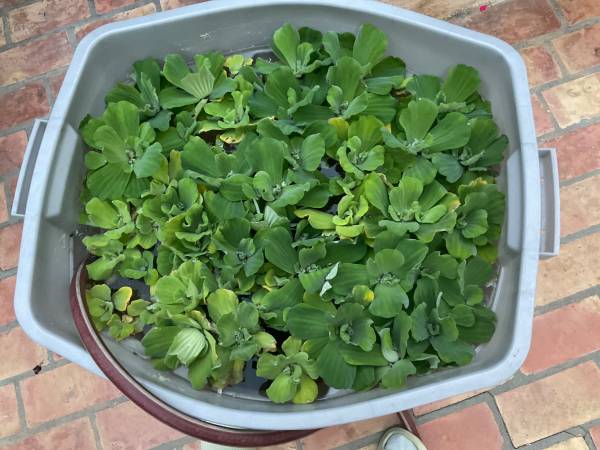 @@ Water Lettuce  -  Floating Live Pond Plant @@ 1