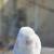Holland lop 9 thumbnail