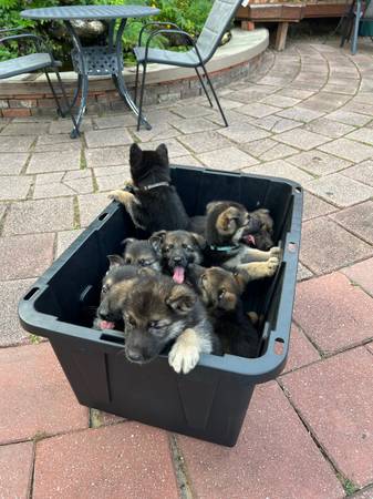 German Shepherd 1