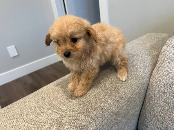 Pomapoo pups63942367934082120